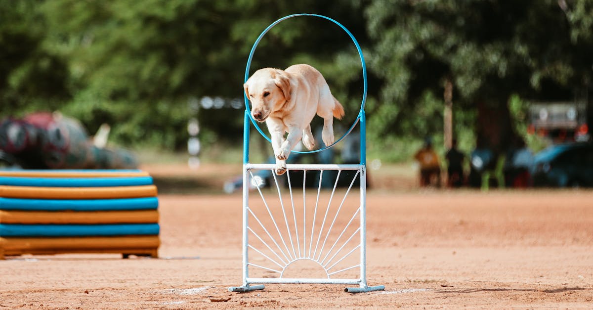 Evaluating Automation Tools for Agile Performance Improvement